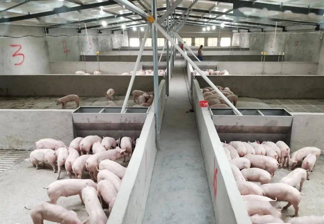 下,按照养殖设施化,生产标准化,防疫制度化,粪污处理无害化的建设思路