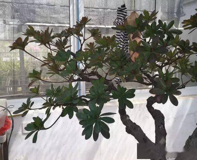 一棵杜鹃的整理手记_修剪