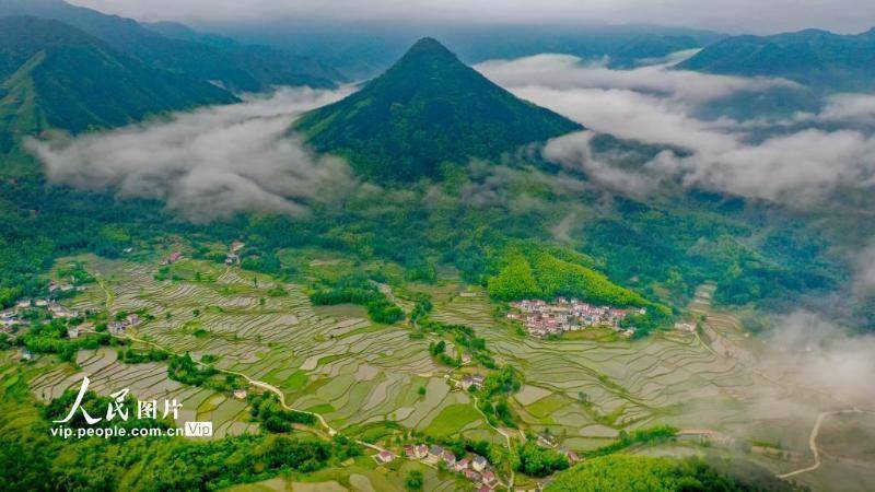 2021年5月22日,安徽省宣城市旌德县白地镇汪村农民在高山梯田里插水稻