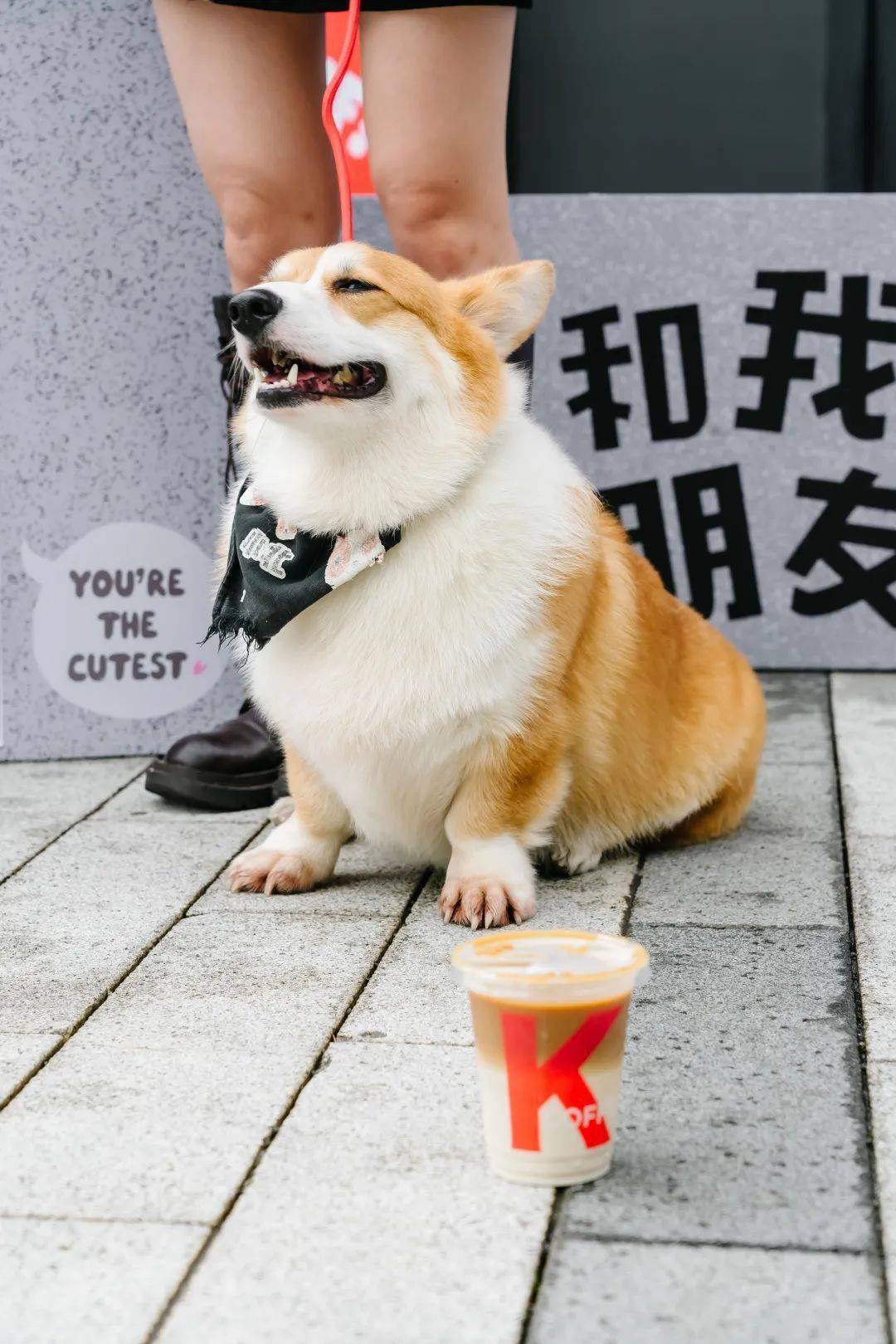 kfc宠物友好店来了魔都第①家