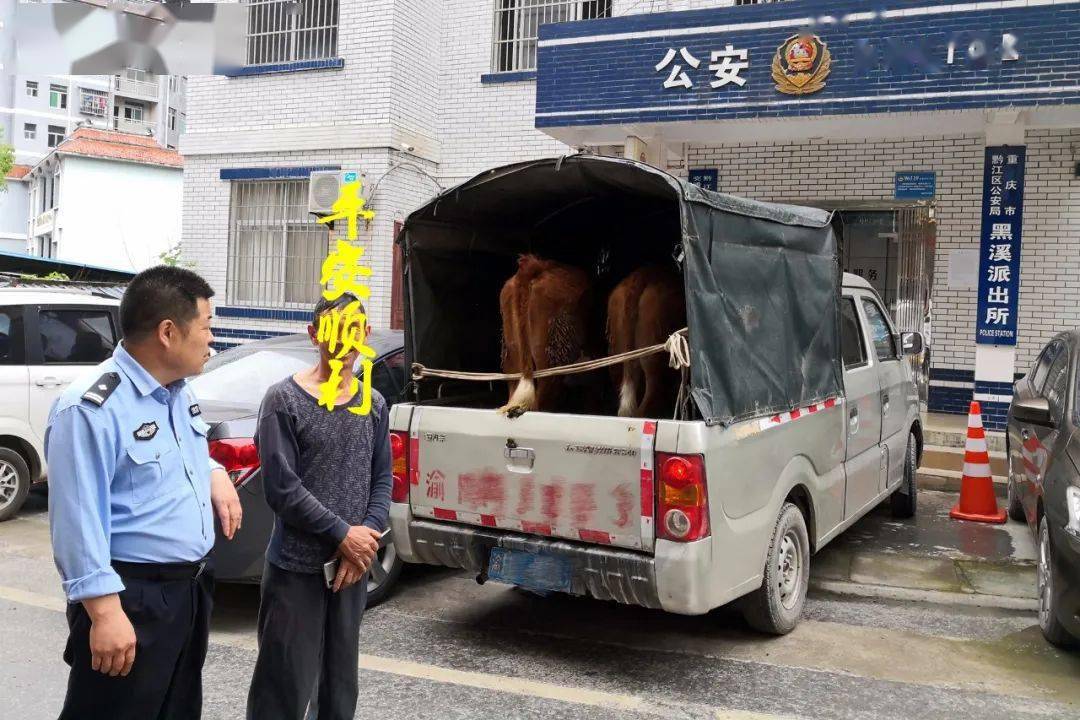 我为群众办实事丨黔江公安快速破获盗牛案避免村民财产受损