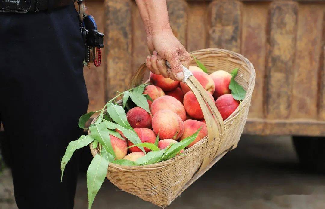 值得收藏安居全年水果采摘路线出炉