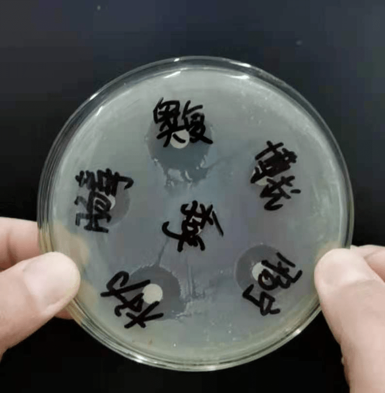 药敏试验的重要性