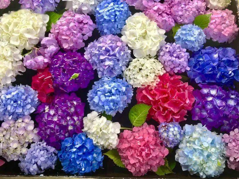 花开无尽夏 日本最美的紫阳花海在哪儿看 夏日