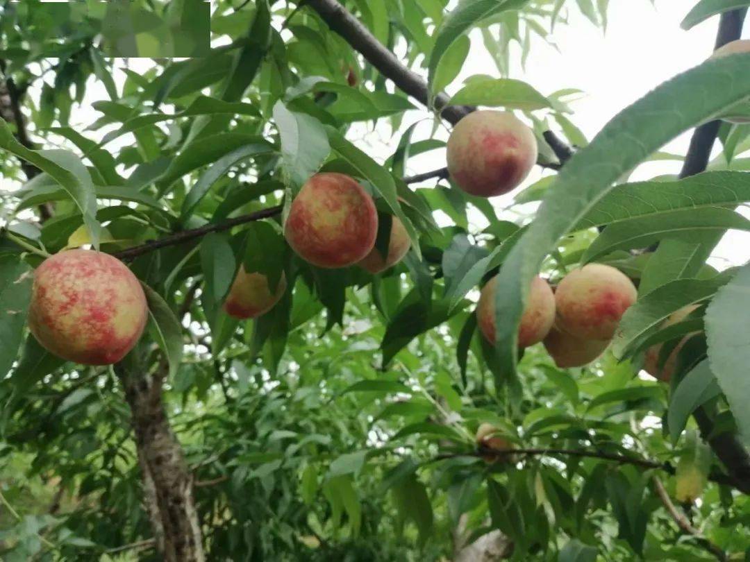 马厂武昌桃熟了继难忘的樱桃初恋之后甜甜蜜蜜的热恋来了