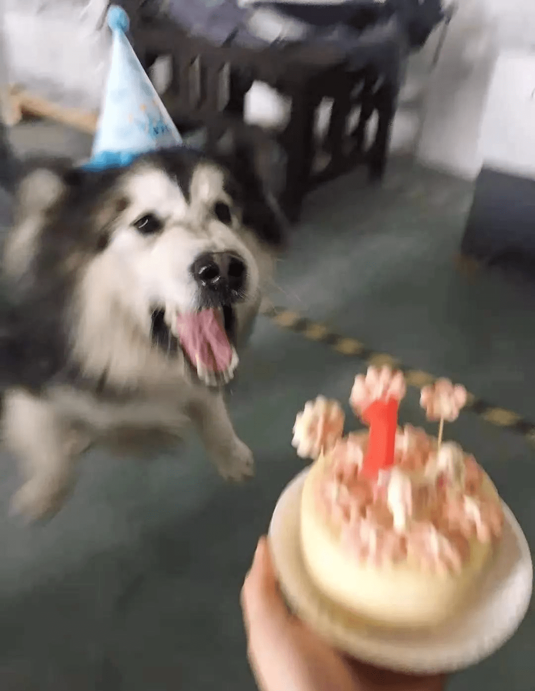 阿拉斯加被迫签下丧犬辱狗条约 网友齐呼 夺笋呐 通知书
