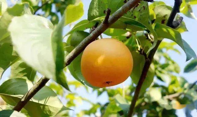 值得收藏安居全年水果采摘路线出炉