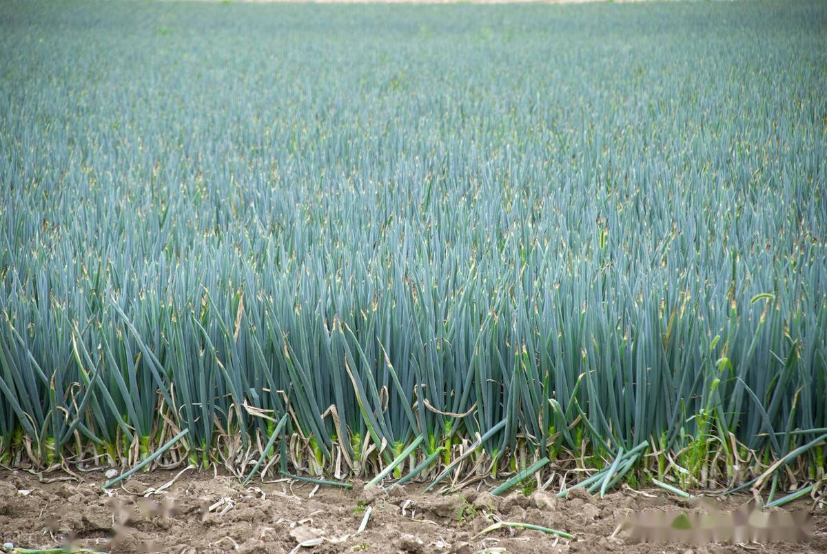 大葱和韭菜干尖黄叶,可别乱施肥,乱打药,对症防治才有效