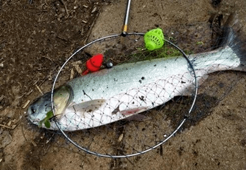 野生鲢鳙总喜欢藏身这两个水域夏季野钓鲢鳙的两大钓位技巧