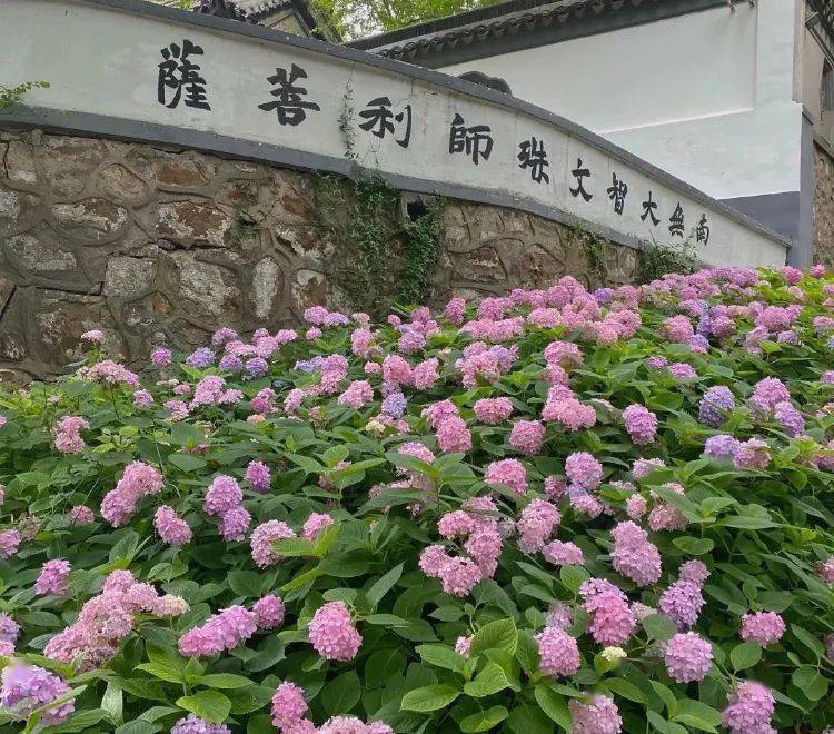 花开无尽夏 日本最美的紫阳花海在哪儿看 夏日