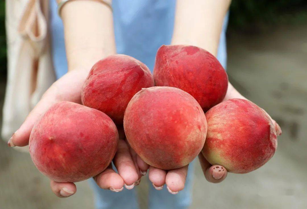 值得收藏安居全年水果采摘路线出炉