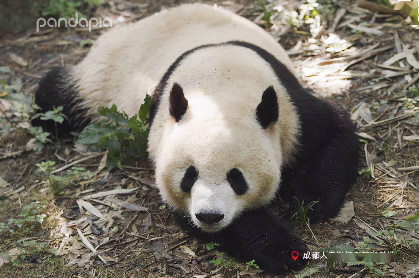 出彩"滚滚"|"凭耳认猫"失败!大熊猫的耳朵好像一样又好像不太一样