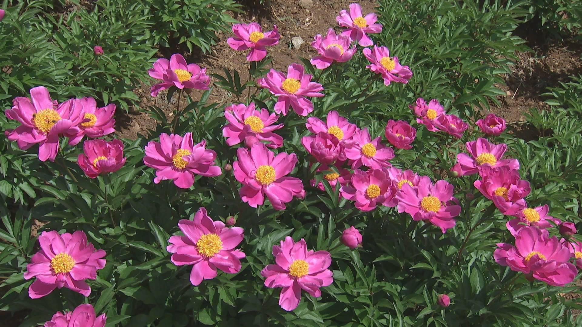 石河东沟:百亩芍药花海引客来_景观