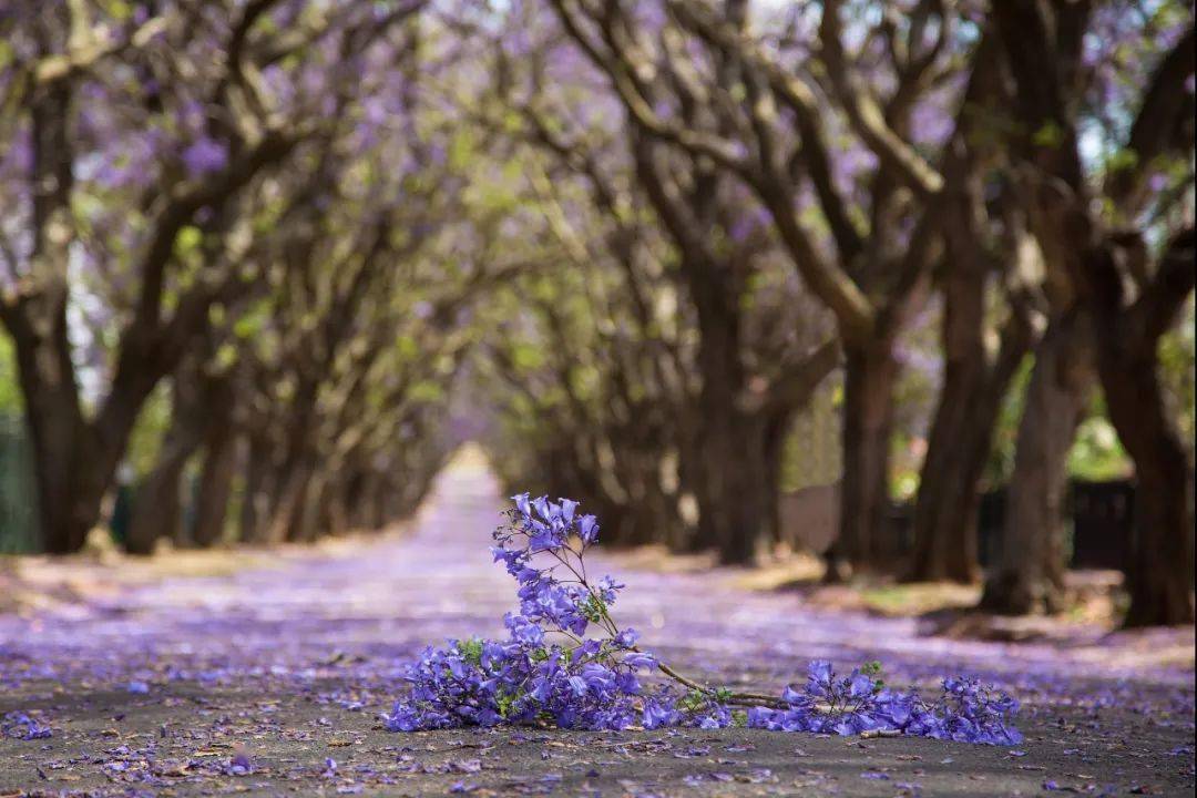 路边的建筑被高大的蓝花楹树掩映 一阵风来,落英缤纷 图片来源@五柒