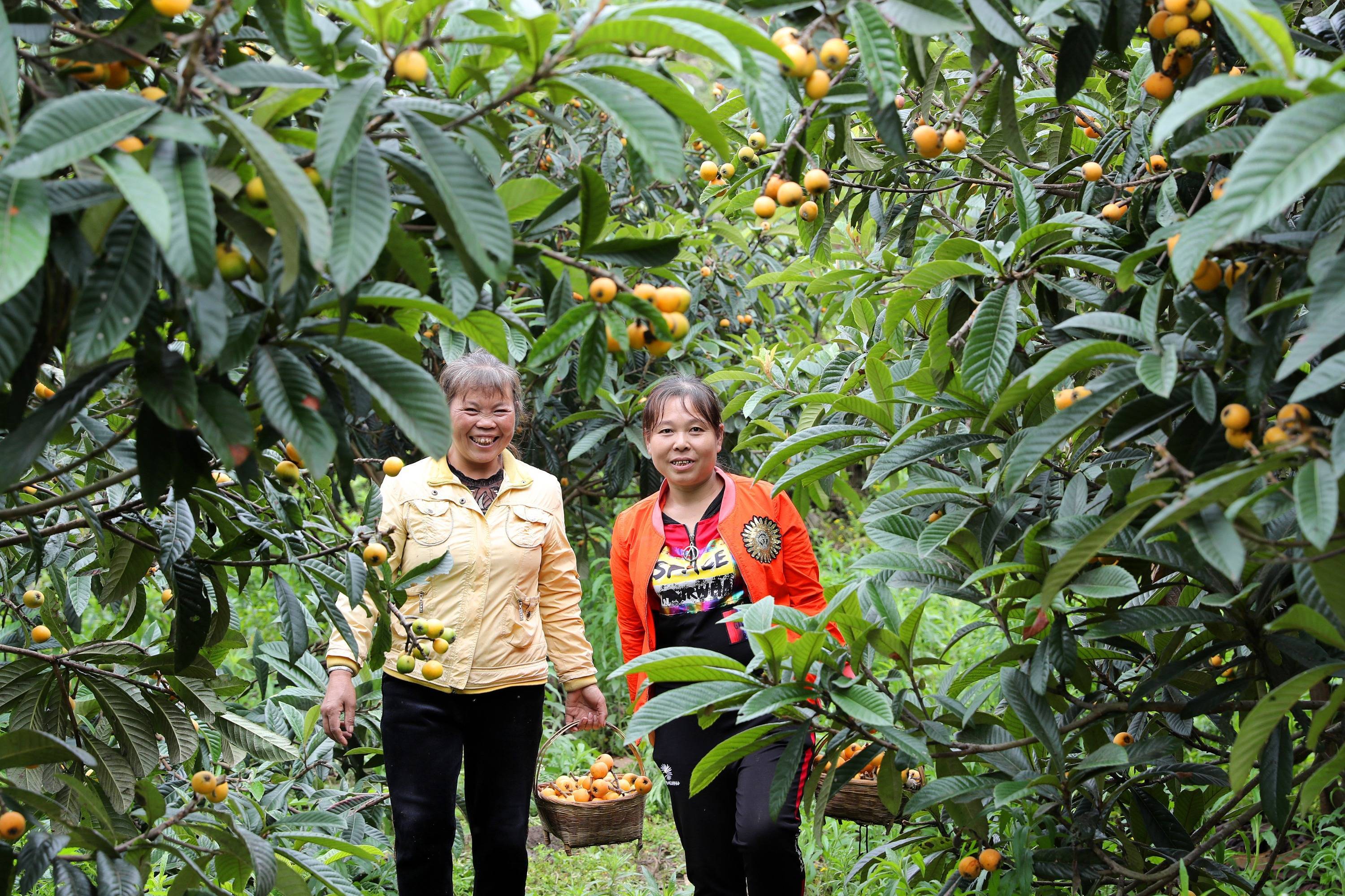 贵州黔西:深山枇杷甜 | 走向乡村振兴