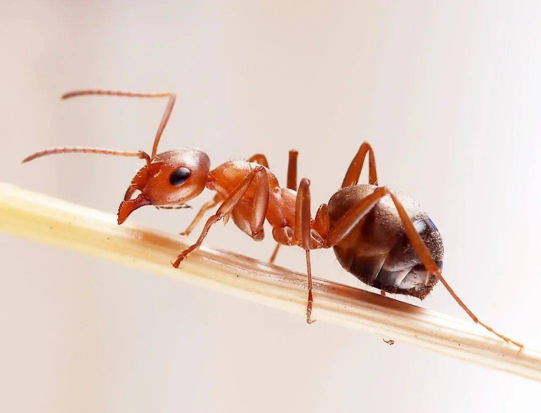 梦见西瓜里边都是蚂蚁和蚯蚓？ 梦见很多蚂蚁抬蚯蚓