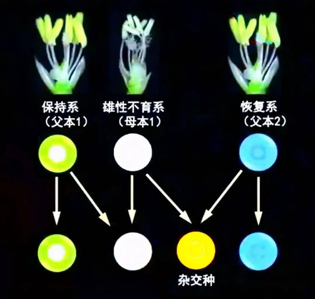 杂交水稻的遗传图解图片