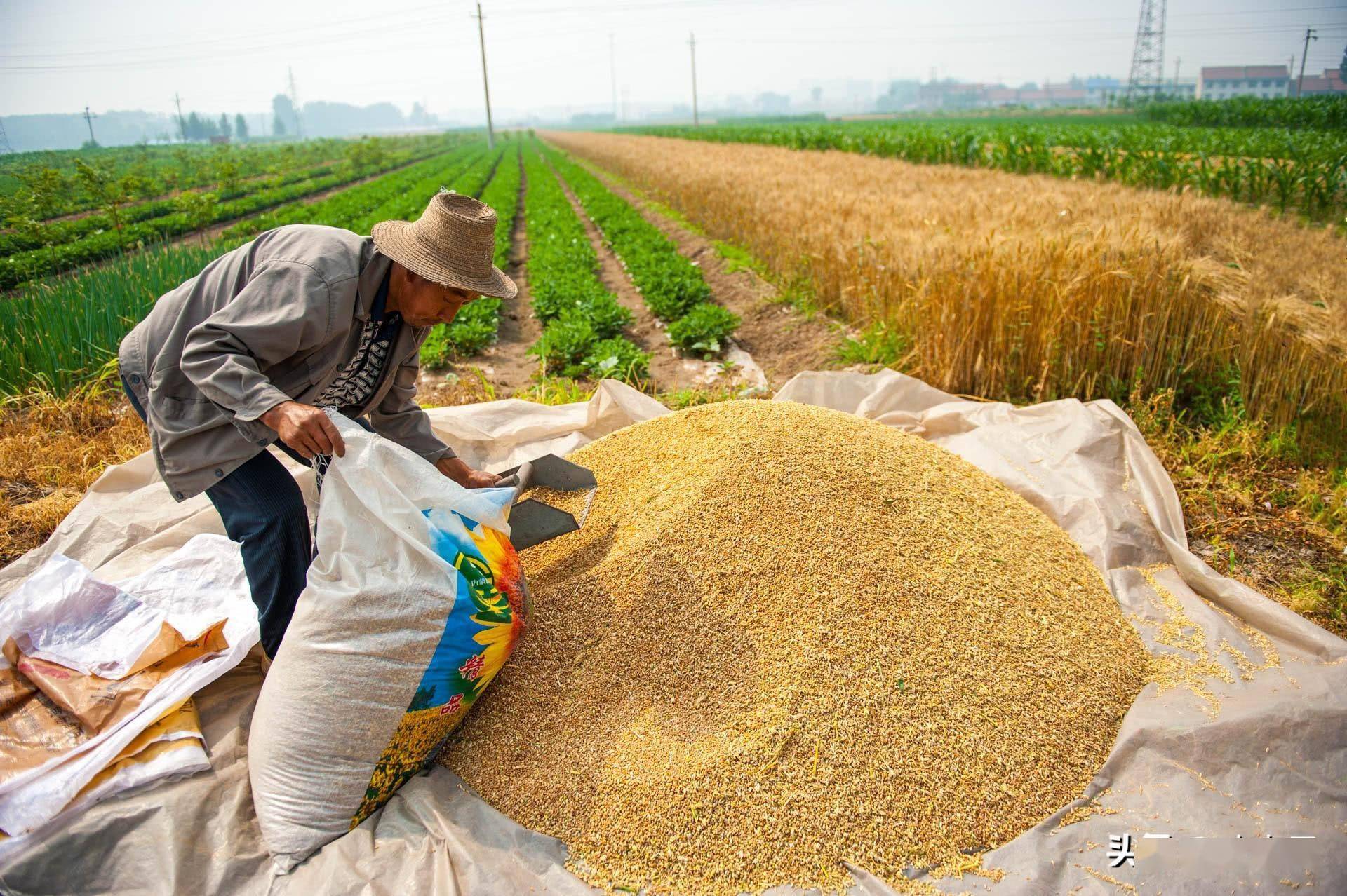 麦未熟,已先抢?饲企开始争相抢购,业内人士:粮食难收是主因