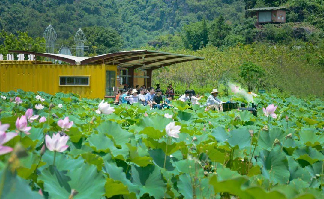 【九龙小镇荷花节5月29日出发-纯玩99元/人】一价全包一天游,九龙小镇