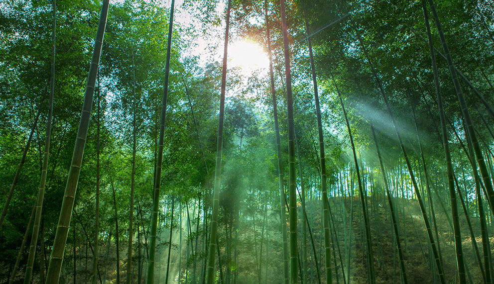 庆元县森林覆盖率图片