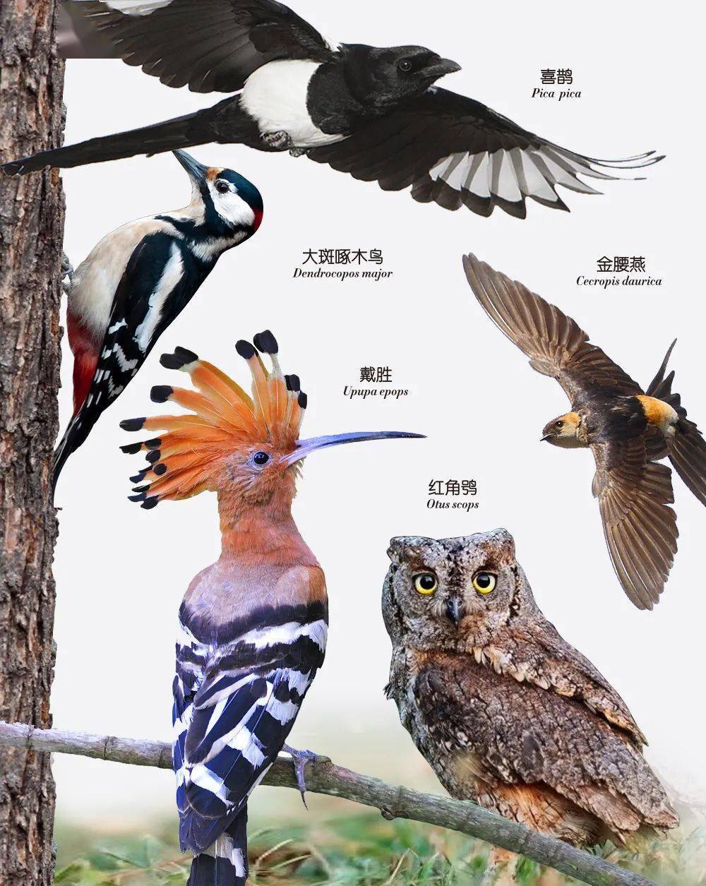 啄木鸟与戴胜图片区别图片