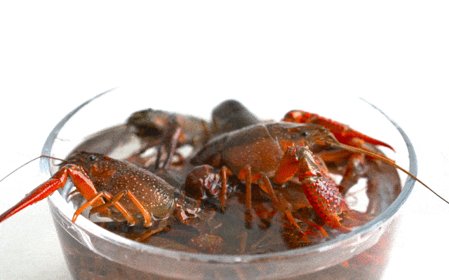 c025b413bcbd4e6eb2459d092749aa90.gif