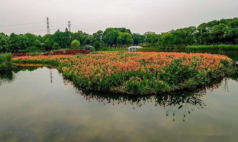 水生植物基地武汉图片