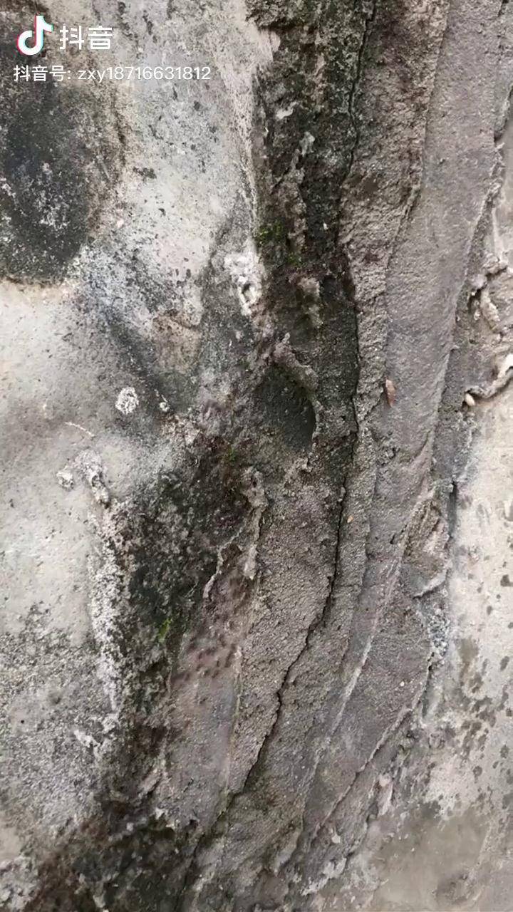 蚂蚁搬家快乐是什么有密集恐惧症的人千万不要看哟全身鸡皮疙瘩掉一地