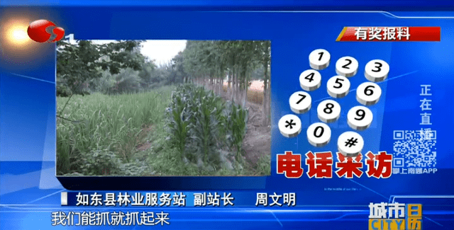 周文明我们能抓就抓起来,人工捕捉就好,草狸獭现在也不是什么保护动物