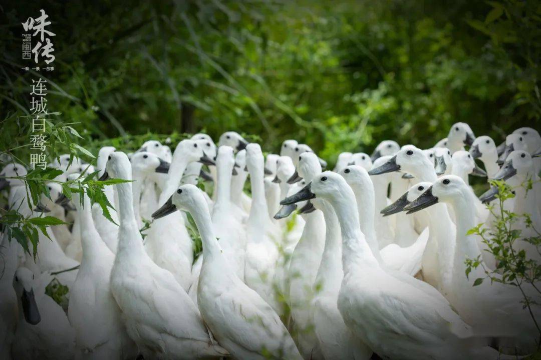 真香戏里戏外跟连城项氏兄弟一起来碗白鹜鸭汤