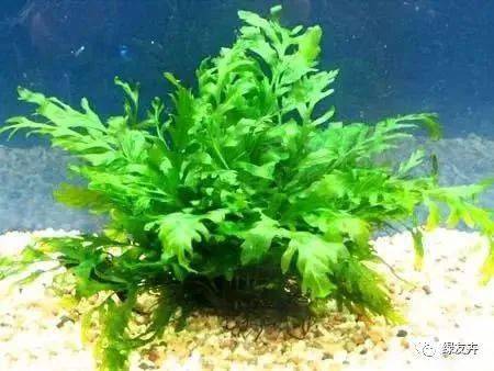 这些长在水下的植物美爆了