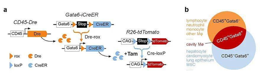 【生命科学】周斌团队开发示踪新技术精确标记巨噬细胞亚群并研究其在器官损伤修复中的功能_Gata