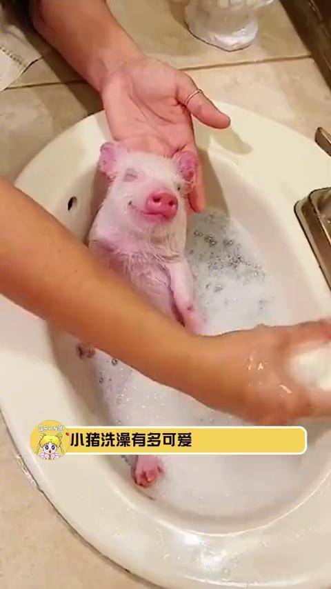 小猪洗澡有多可爱小猪有什么坏心思呢它只是想可可爱爱的不被吃掉而已