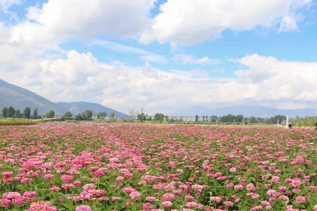 花岛诗配画图片