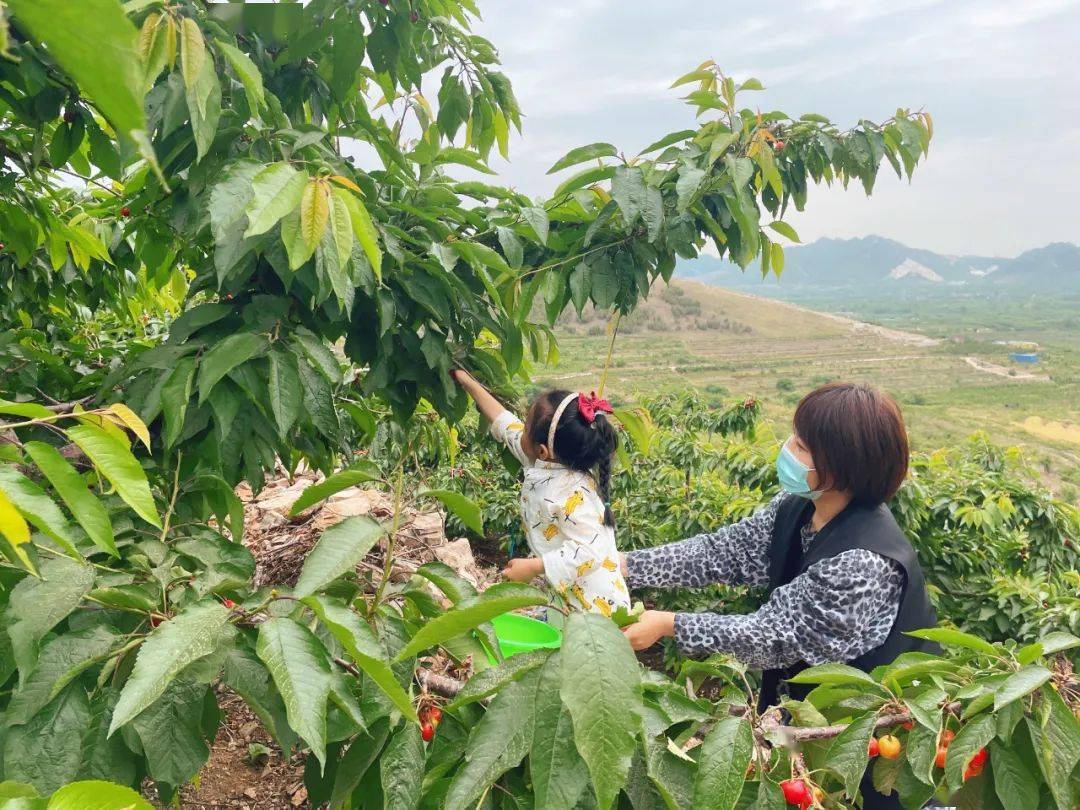 黄瓜山摘樱桃图片