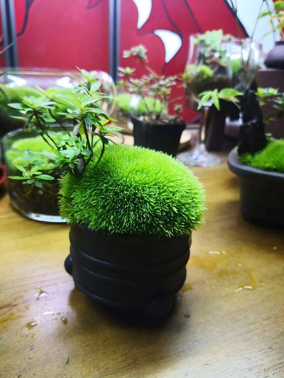 苔藓盆景怎么养 0568d1cfdba24065806070a6f83af38e.jpeg