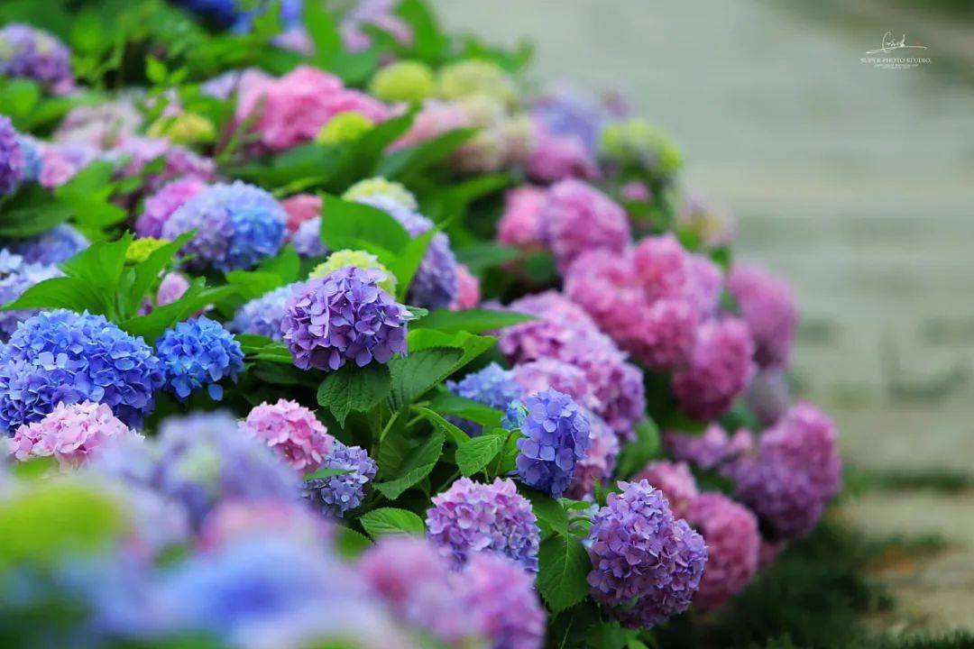 绣球花海一眼万年