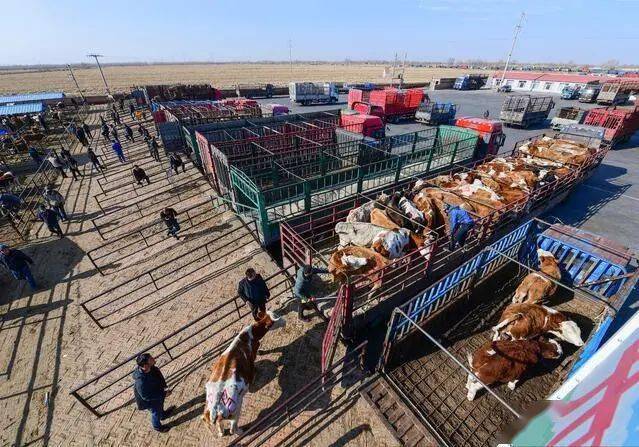 上级媒体看开鲁牛年话牛市通辽市肉牛产业发展系列报道一