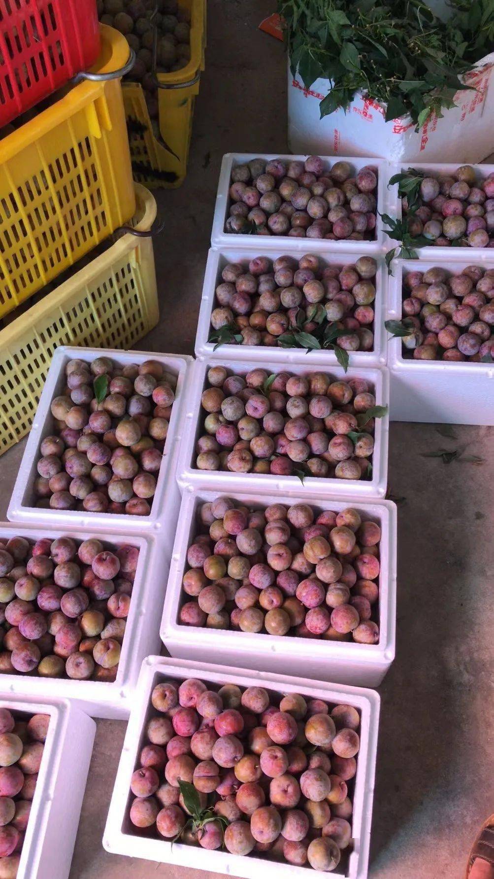 67信宜三华李大中果98元10斤广东省包邮