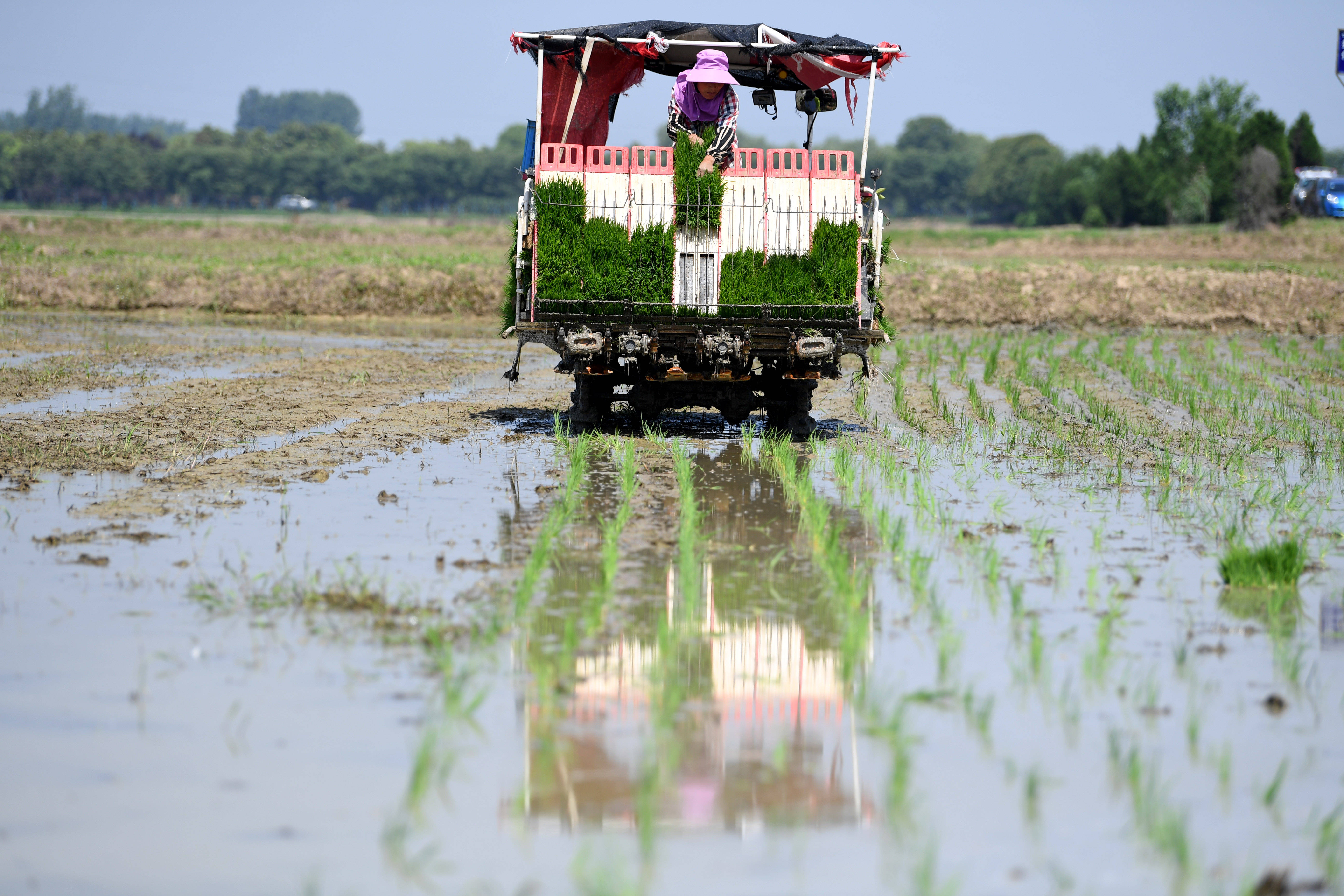 安徽肥西:水稻插秧忙