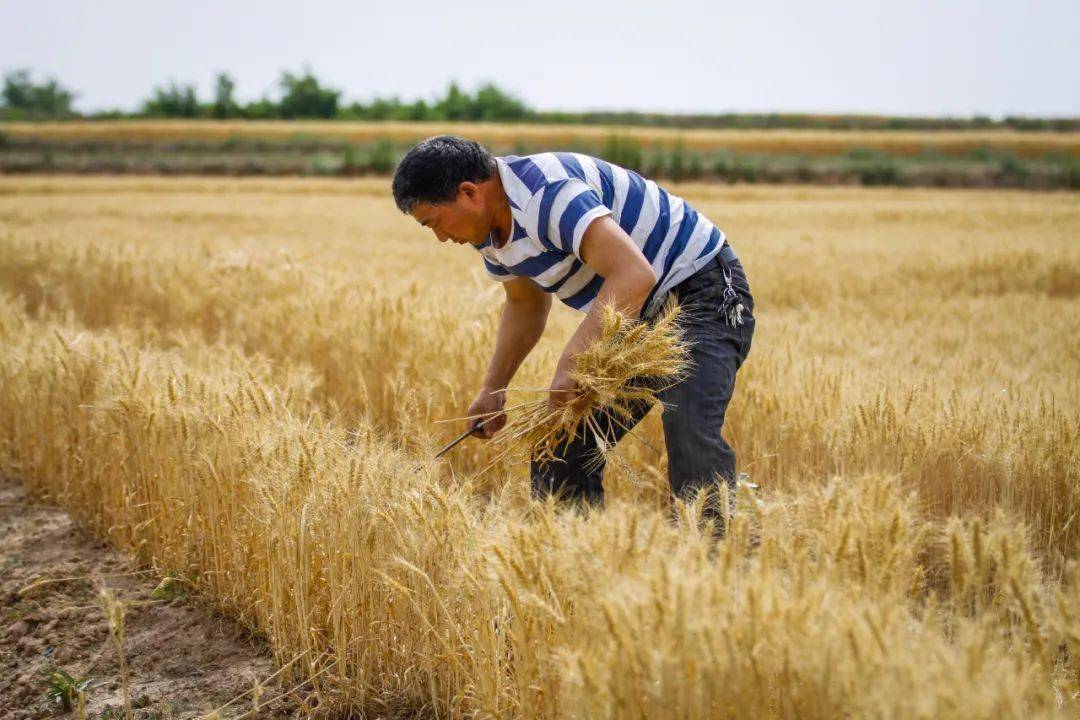 图文并茂麦收时节