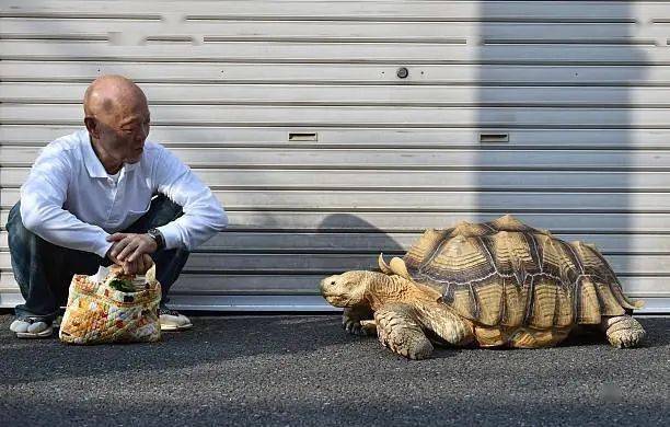 日本乌龟爷爷图片