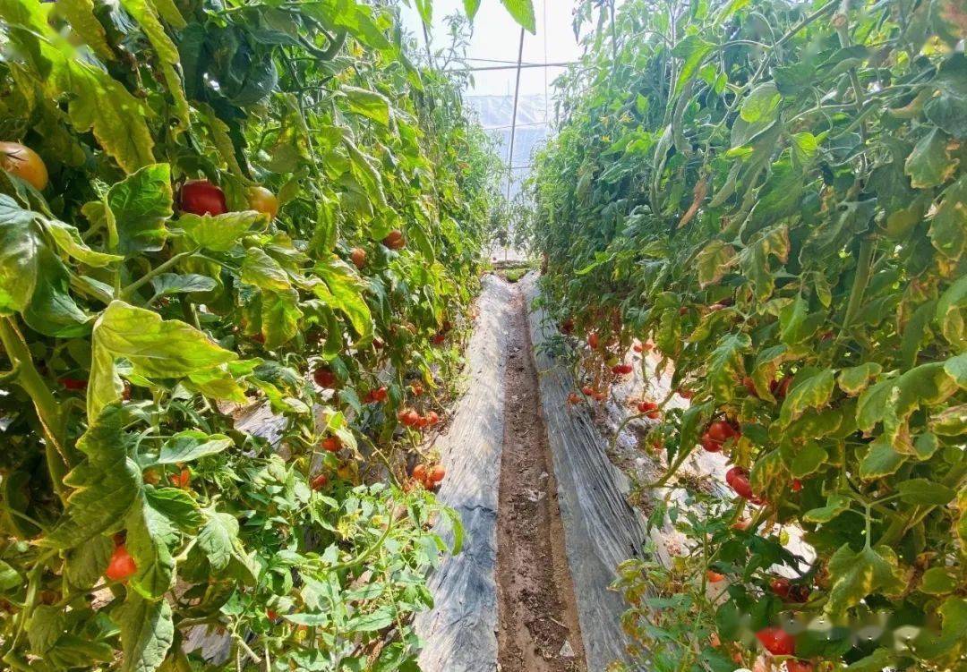 河州夏日无限好采摘蔬果要趁早