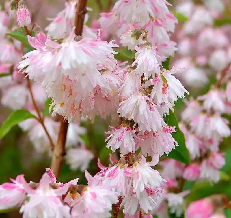 初夏飞来的精灵溲疏夏樱花