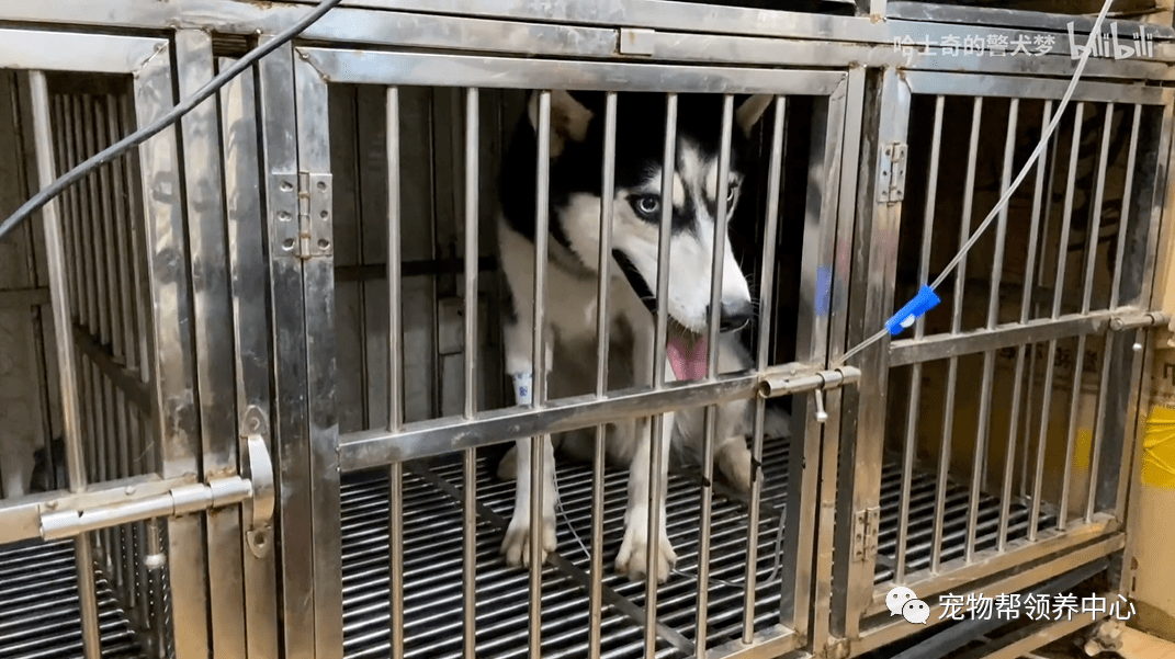 那只曾火上热搜的警犬哈士奇去世了,害死它的竟是黑心狗贩子.