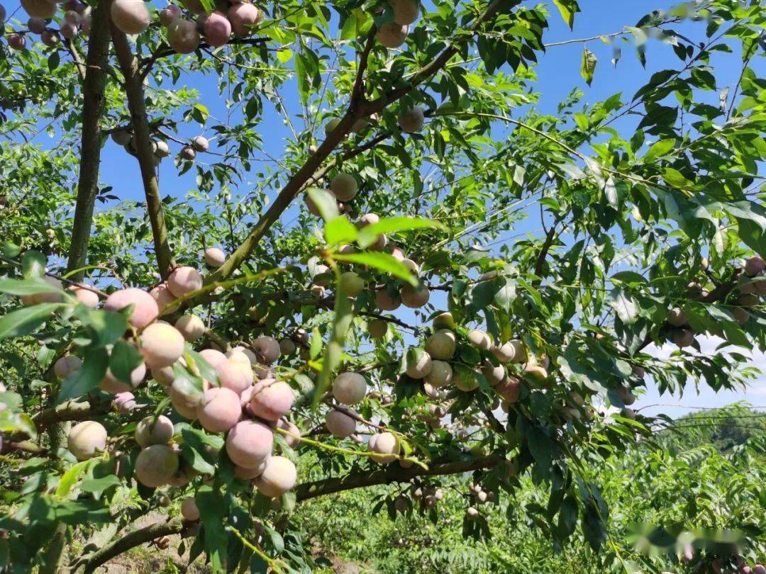 想吃钱排三华李看过来云浮石城6万斤银妃等你来摘