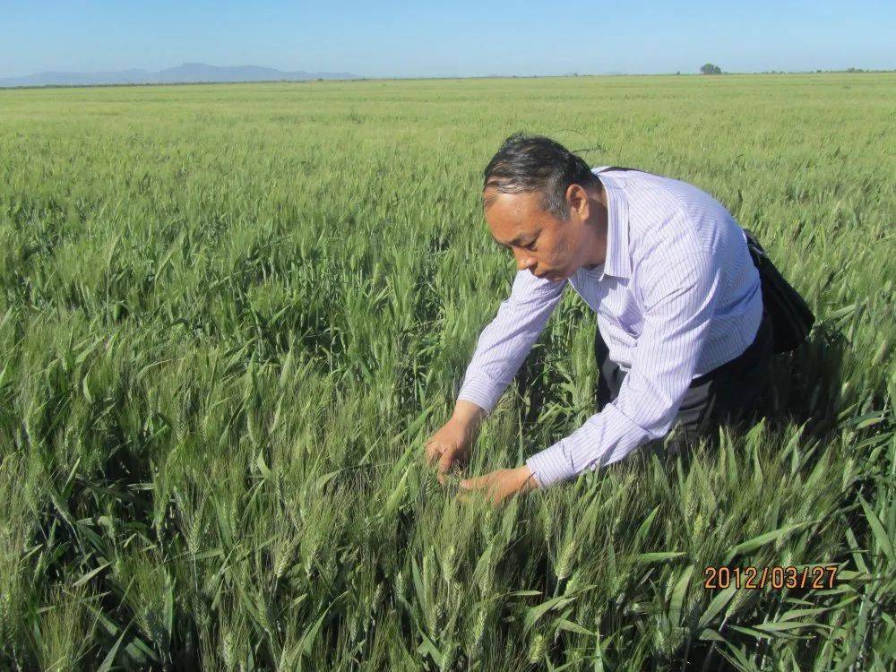 农大毕业后,马永安欣然选择了农业科研工作,而且一干就是40年,尽管