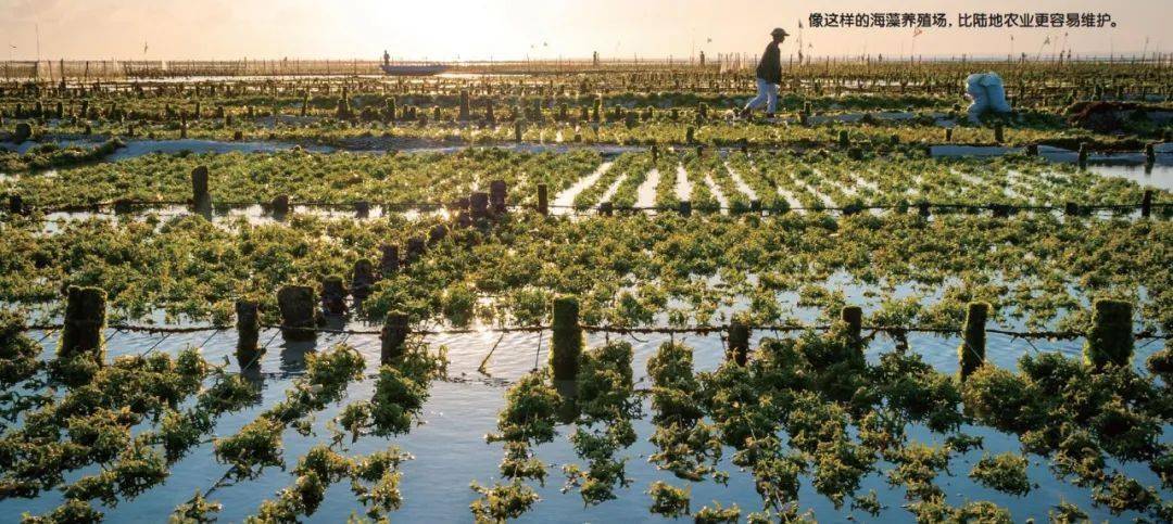 被全人类寄予厚望的海藻有何特殊之处?_养殖