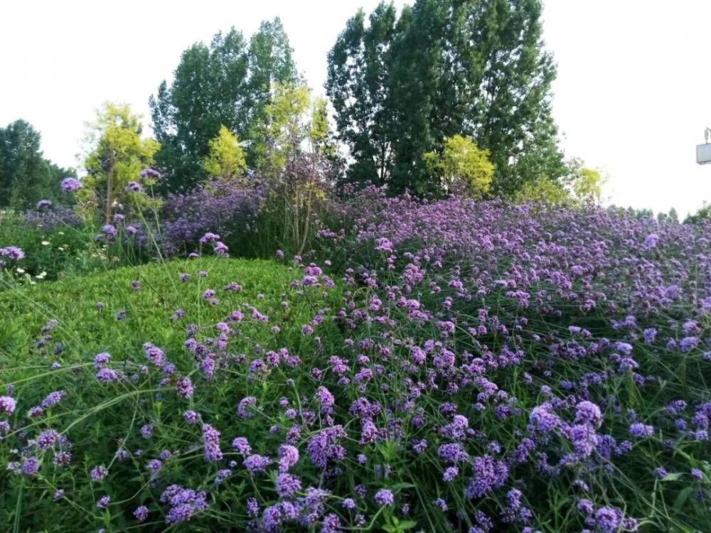 微风不燥的六月 重庆这些地方美出了新高度 By