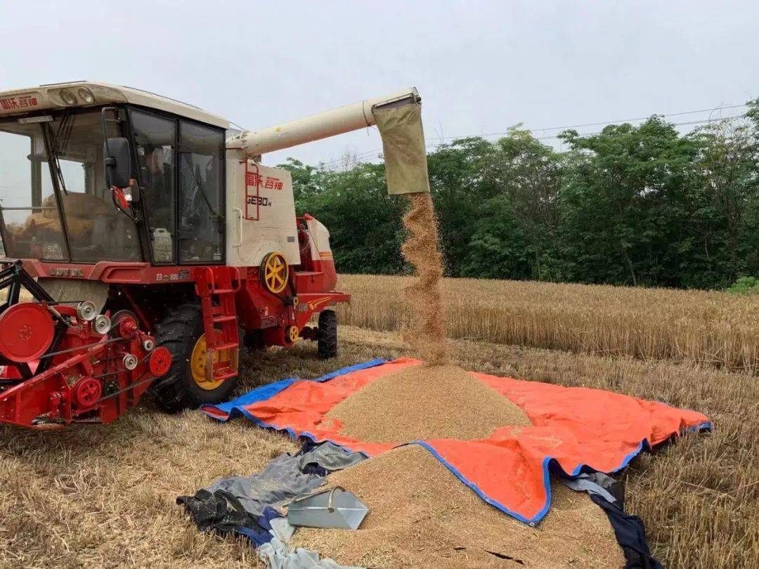 割麦啦航拍镇平农村割麦大场面